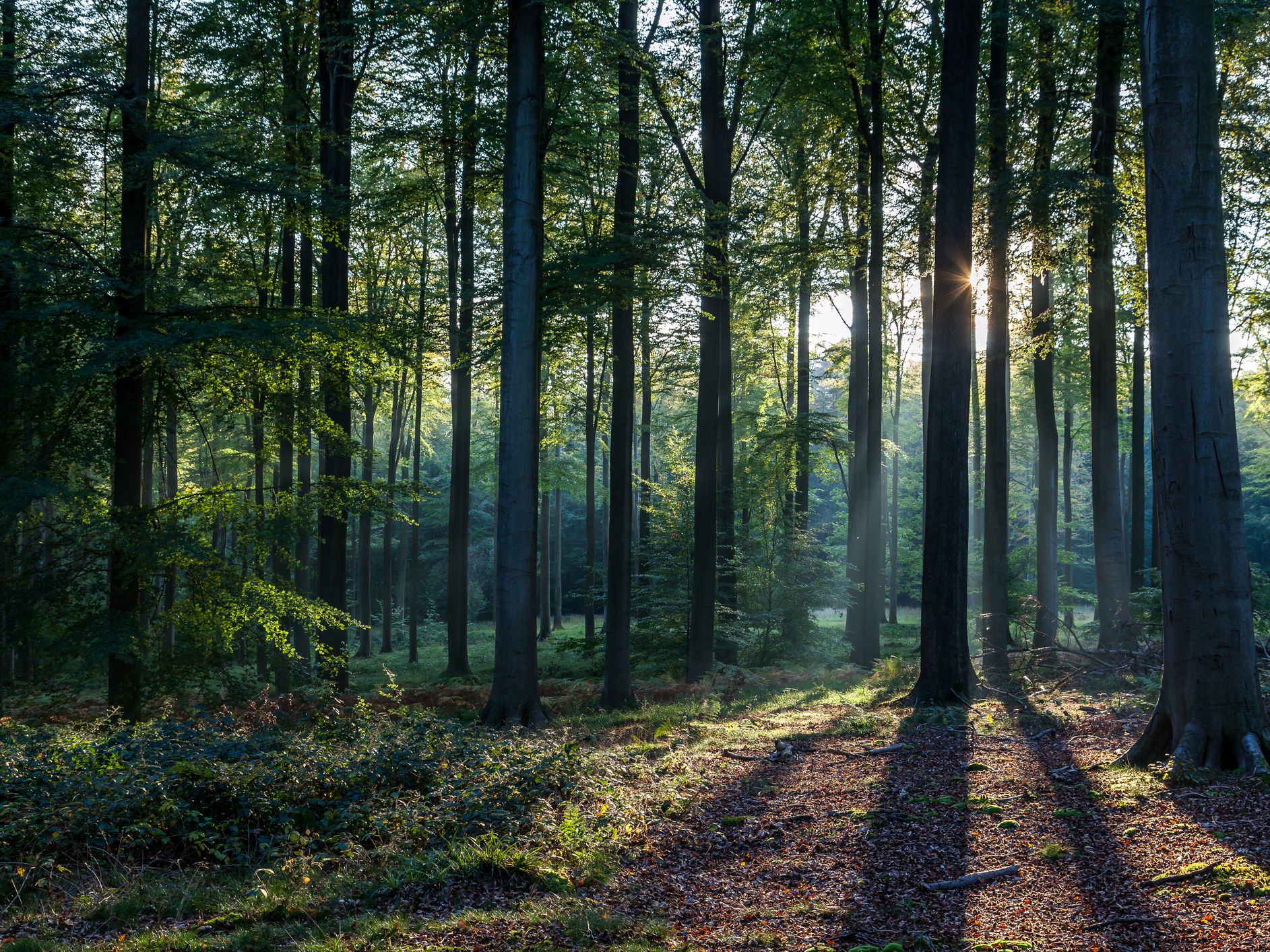 Forest Pathway Southgate School Almondbury